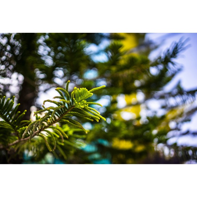 Обʼєктив Viltrox AF 50mm f/1.8 Z для Nikon